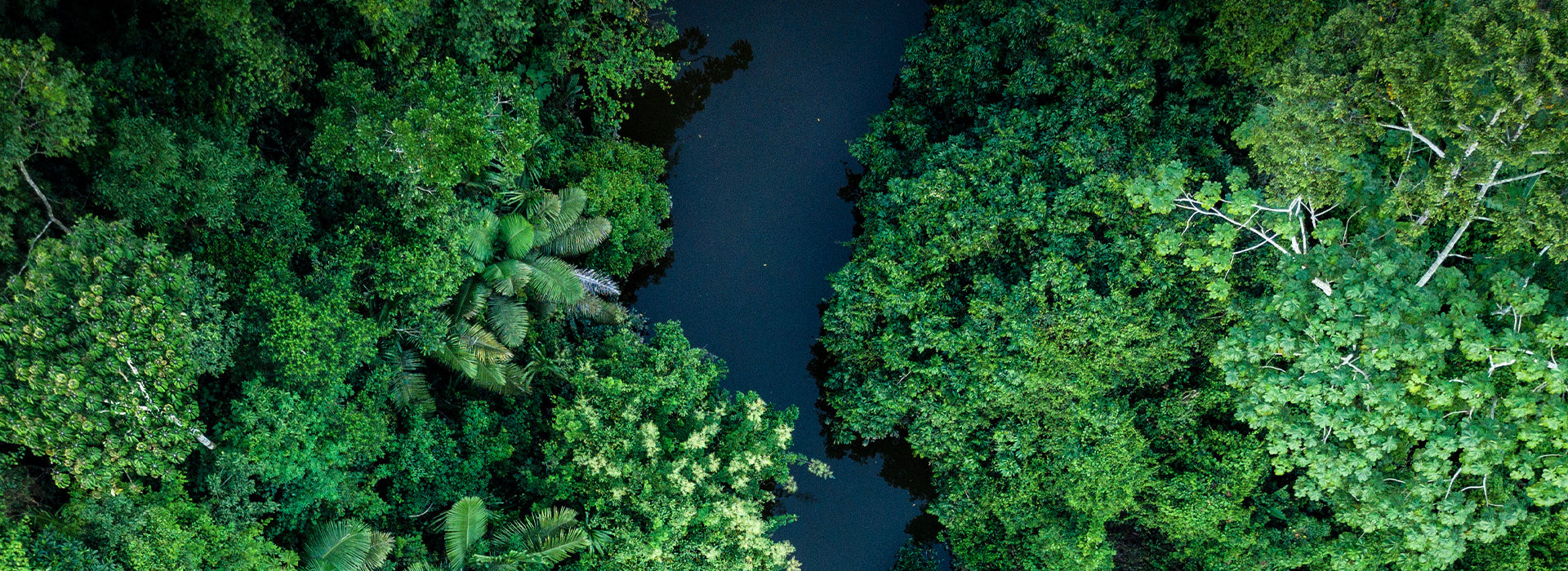 Aerial image shows river in the centre and either side are an abundance of greens trees.